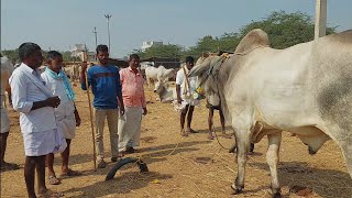 పెబ్బేరు సంతలో సేద్యం చేసే ఆరుపల్ల ఒంగోలు కోడె | Ongole Bull prices in Pebbair ‎@purnafarms 