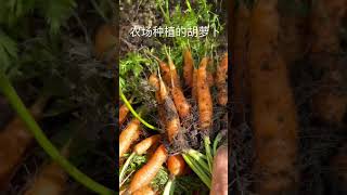 Harvest carrots at Gaining ground farm