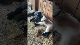 Chillin in the barn on a hot day! #baby #goat #animals #cute #pygmygoat