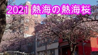 2021 熱海の熱海桜  Atami Zakura【4k】