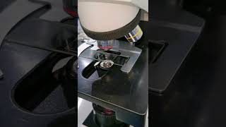 Dandruff under the microscope #laboratory #microscope #dandruff #underthemicroscope