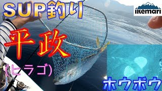 【SUP(サップ）おだやかな海でヒラマサの子】SUPの遊び方のコツを紹介いたします。穏やかな海で一人で、マイペースにのんびりと釣りをするのも楽しいです。