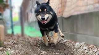 飼い主に忘れ去られた可哀想な柴犬【黒柴犬】【豆柴】【shiba inu】