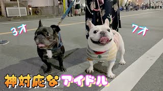 【報告あり】川越祭りでナンパされモテまくり♡完全に調子乗った犬が神対応し始めたwww【フレンチブルドッグ frenchbulldog】