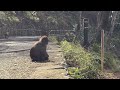 🐵そろそろ出勤時間なのかな？箕面山のお猿さん💕😊