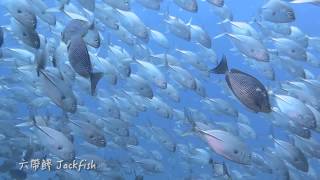 魚群-數大之美 Magnificent Fish School