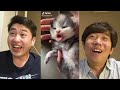 reaction ทำไมสัตว์ไทยเป็นสัตว์ตลก tiktok thai l 방콕촌놈들 บ้านนอกเกาหลี