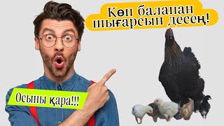 Күрік тауықты жұмыртқаға дұрыс жатқызу тәсілдері!