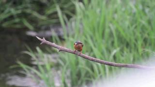 カワセミの朝食PART2