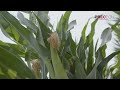 the smart choice increase yield potential with the preceon™ smart corn system