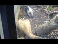 ミナミコアリクイ　午後の交代時間　野毛山動物園　2023.11.30