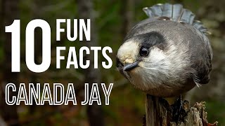 10 Fun Facts About Canada Jays AKA Gray Jays