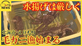 えりも町で毛ガニ漁始まる　水揚げはピーク時の５分の１程度と厳しく・・・