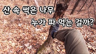 [오브리더] 산 속 죽어서 썩어있는 나무는 누가 파 먹는 걸까?