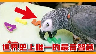 全世界「最聰明」的一隻非洲灰鸚鵡！The smartest parrot in the world！【鸚鵡小木屋】