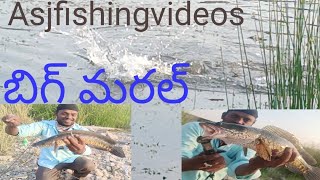 కుచ్చు చేపలు వీడియోస్ మరల్ ఫిషింగ్ వీడియోస్#snakeheadfishing #carpfishing #asjfishingvideos