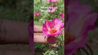 rose moss portulaca purslane cinderella graniflora 50 colours sale WhatsApp us 9024227977 #rosemoss