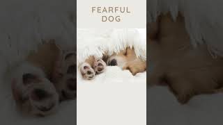 Fearful Dog Soothing Music for Dogs with Separation Anxiety and Stress - Calm Your Pup All Night