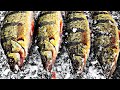 Wisconsin Ice Fishing Perch 2019 | Lake Winnebago