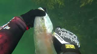 Spearfishing Black Rock 26th March 2023