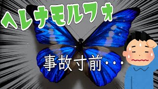 【開封動画】お年玉で世界一美しいと言われる蝶を買いました!    あわや大事故...