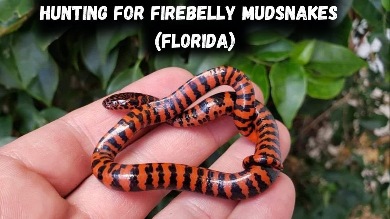 Hunting For Fire Bellied Mud Snakes - YouTube