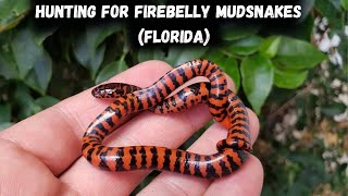 Hunting for Fire Bellied Mud Snakes