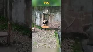 爱姐不愧是爱因斯坦的爱，看到小卖部灯亮了赶紧催果果 #pandacub #funny #giantpanda #animals #pandachina #cute #cutepanda #pets