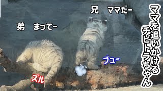 躓いて置いてけぼりにされた弟にママが取った行動は⁉️🐯😊　1月24日　東武動物公園　ホワイトタイガー