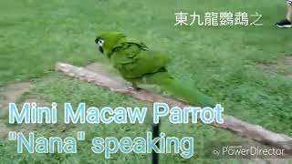 東九龍鸚鵡之友 1/3/2018 ParrotParty@HKUST  (迷你金剛鸚鵡Nana說話篇)