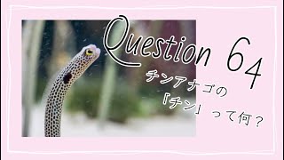 【Q64】チンアナゴの「チン」って何？