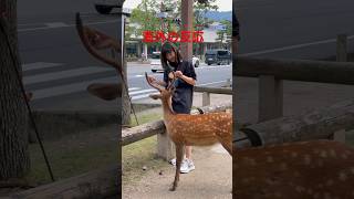 海外の反応 | 初めて鹿を見ましたが、とても嬉しかったです | Nara Deer #japan #naradeer