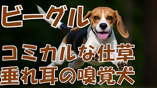 【ビーグル】活発でコミカルな仕草の垂れ耳の嗅覚犬