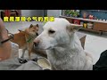 田园犬小白找男主人撒娇，阿黄竟不争宠吃醋，转性了？