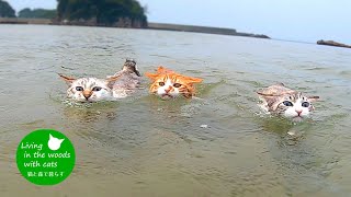 【３匹の猫と海水浴】誰が一番早いか競争してみた！