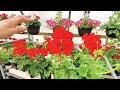 The Easy Way to Grow Great Geraniums