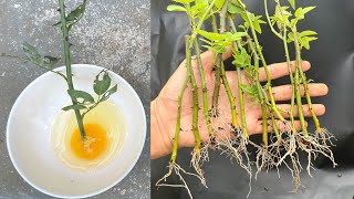 Use the egg to soak the rose branches, then plant them in the succulent substrate