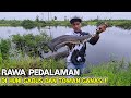 MENGEJUTKAN..!! IKAN GABUS BESAR MENYAMBAR UMPAN MANCING TOMAN