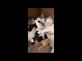 Two Cat Moms Lean Against Each Other as Kittens Nurse