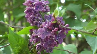 Лучшие сорта сирени.The best varieties of lilac