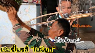 เซอร์ไพรส์เพนียดนกเขาใหญ่…นกต่อก็ดันมาไข่