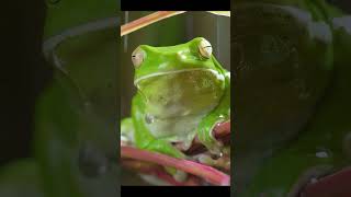 Giant Tree Frog 🌧️🐸💚