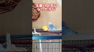 セキセイインコの玉乗りは上達したか