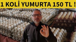 YUMURTA PAZARI OLUŞTURMAK | TOPTAN YUMURTA SATARAK PARA KAZANMAK