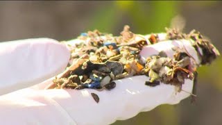 Plastic pellet pollution on our shores