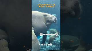 《鳥羽水族館》アフリカマナティーの『みらい』と『かなた』はニンジンが好き！#鳥羽水族館 #マナティー #manatee #aquarium #shorts