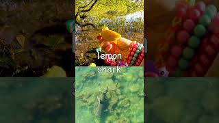 Lakeside Learning | Animal Names for Kids: Axolotl Alpaca Chicken Lemon Shark Capybara