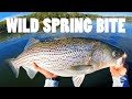 HUGE Spring Striper (Boone Lake)