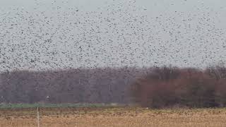 A huge flock of starlings on migration and a buzzard that accompanies it in the hope of opportunitie