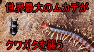 ペルビアンジャイアントオオムカデの狩り　ヒラタクワガタ編　Scolopendra gigantea【世界最大のムカデ】